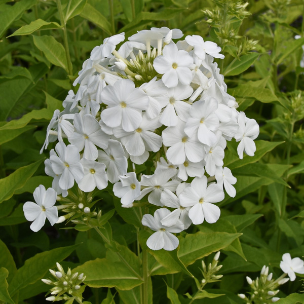 Phlox Famous White