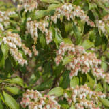 Pieris Japonica Lpopiejap - Garden Express Australia