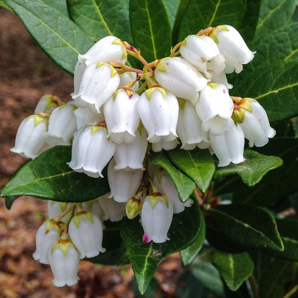 Pieris Temple Bells