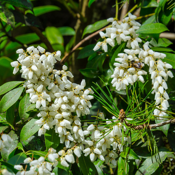 Pieris Temple Bells