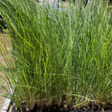 Poa Coastal Tussock Grass Lpopoactg - Garden Express Australia