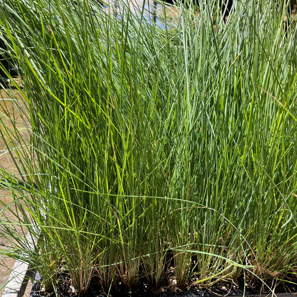 Poa Coastal Tussock Grass