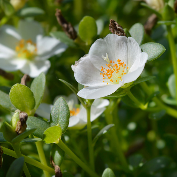 Portulaca Purslane White