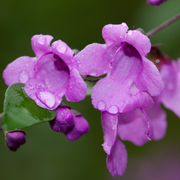 Prostanthera Crocodile Mint