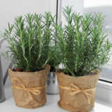 Rosemary Savor P75rossav - Garden Express Australia