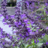 Salvia Blue Abyss Lposalbab - Garden Express Australia