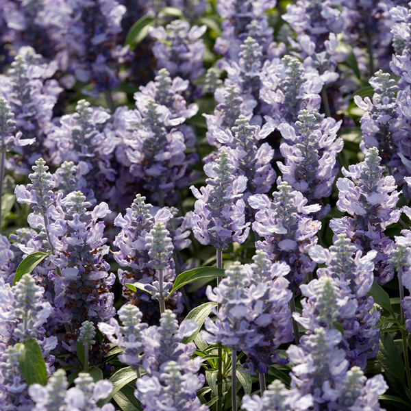 Salvia Cathedral Sky Blue