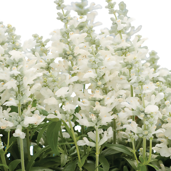 Salvia Cathedral White