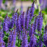 Salvia Midnight Purple Lplsalmpu - Garden Express Australia