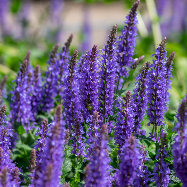 Salvia Midnight Purple Collection