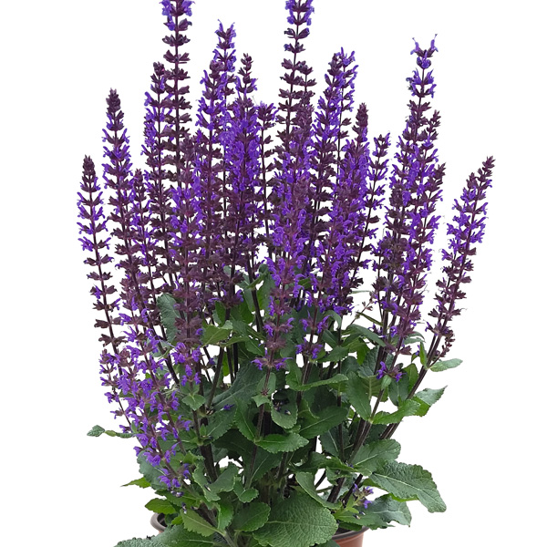 Salvia Midnight Purple Collection