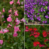 Salvia Mirage Collection