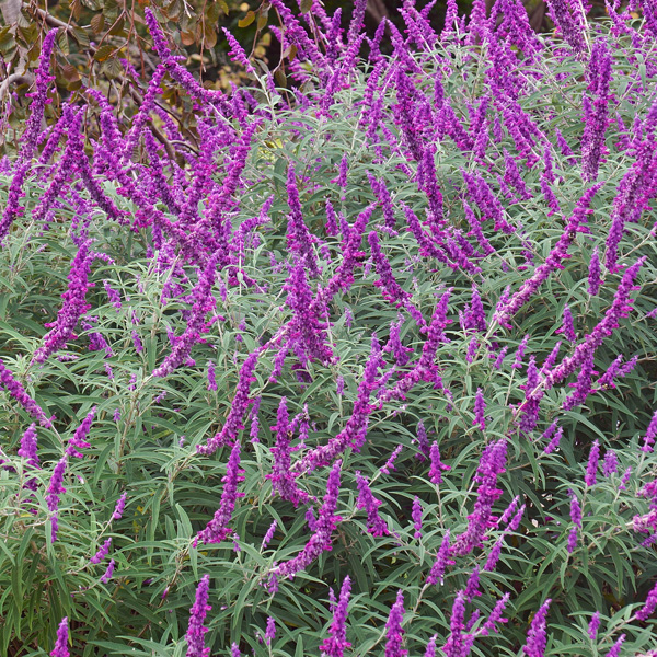 Salvia Red Harry