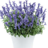 Salvia Sallyfun Deep Ocean P68salsdo - Garden Express Australia