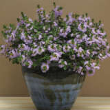 Scaevola Bondi Blue P75scabbl - Garden Express Australia