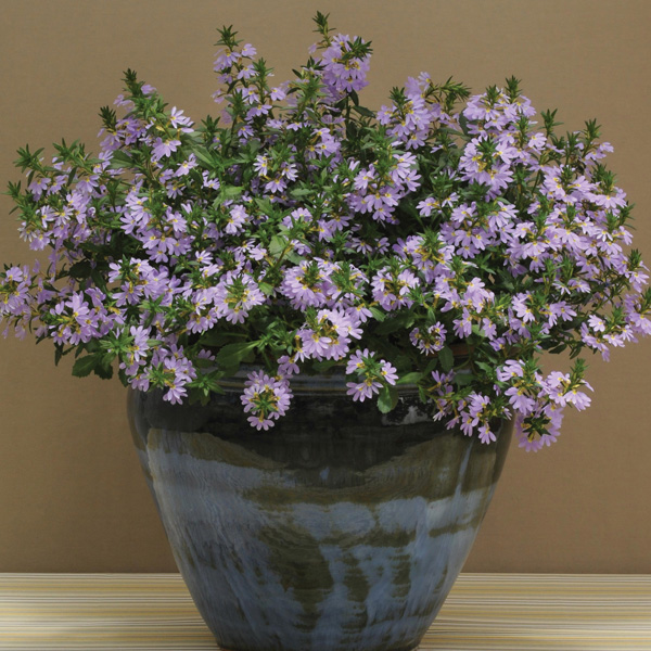 Scaevola Bondi Blue