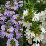 Scaevola Bondi Collection Colscabco - Garden Express Australia