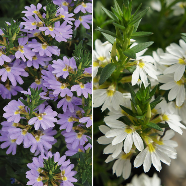 Scaevola Bondi Collection