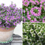 Scaevola Surdiva Collection Colscasco - Garden Express Australia