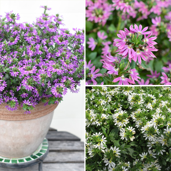 Scaevola Surdiva Collection