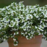 Scaevola Surdiva Collection