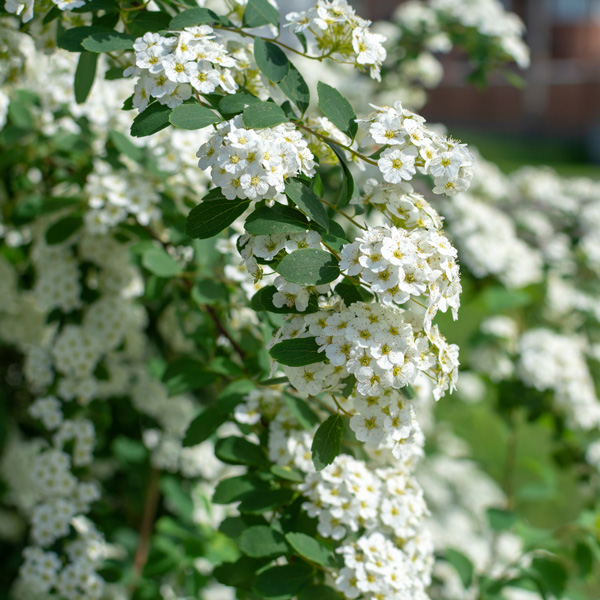 Spiraea Snowmound