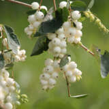 Symphoricarpos Snowberry