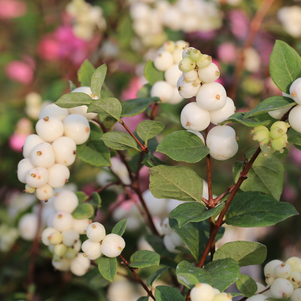 Symphoricarpos Snowberry