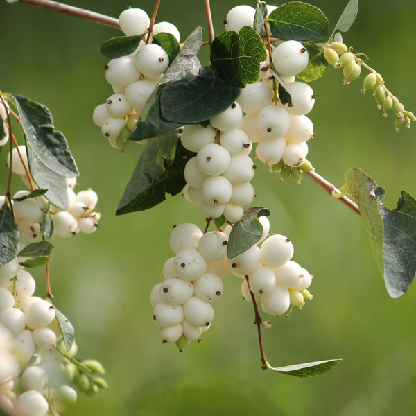 Symphoricarpos Snowberry