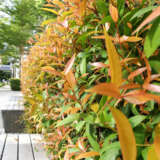 Syzygium Resilience Lposyzres - Garden Express Australia