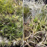 Tillandsia Lucky Dip Platilldi - Garden Express Australia