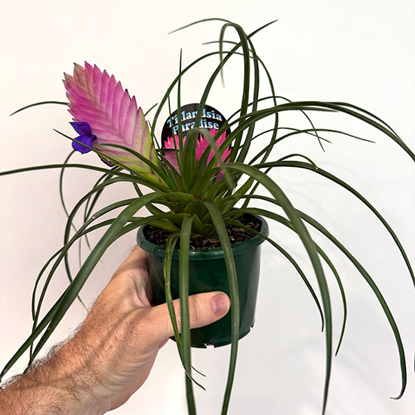 Tillandsia Pink Quill Paradise