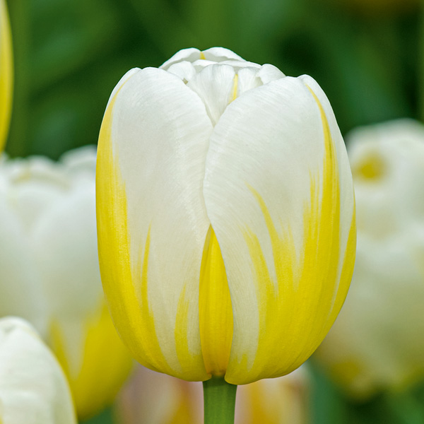 Tulip Antarctica Flame