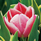 Tulip Charmeur Pktulchr - Garden Express Australia