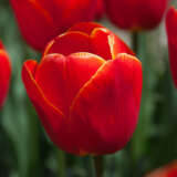 Tulip Esta Bonita Pktulebo - Garden Express Australia