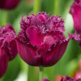 Tulip Gorilla Pktulgor - Garden Express Australia