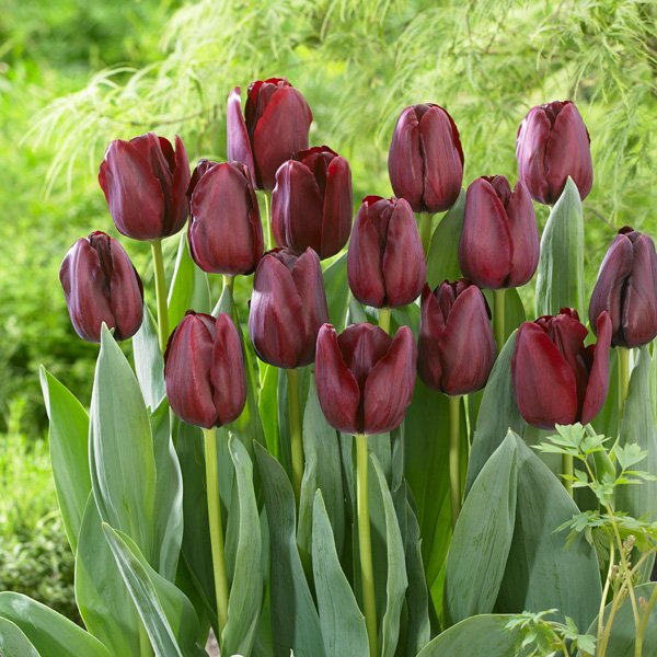 Tulip Antarctica Flame