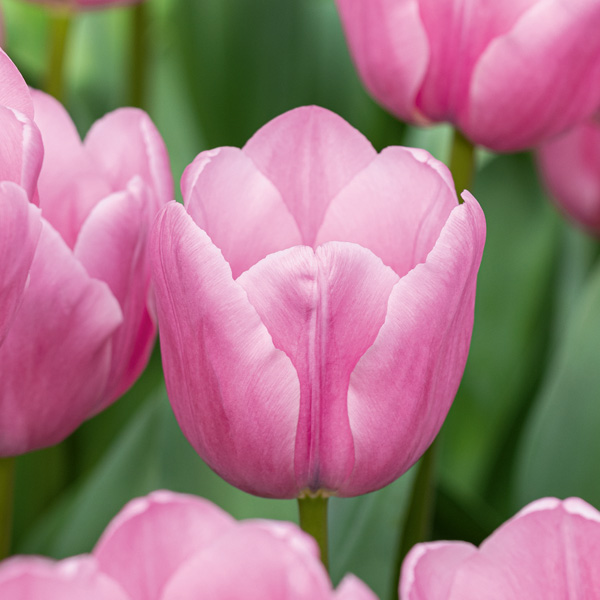 Tulip Antarctica Flame