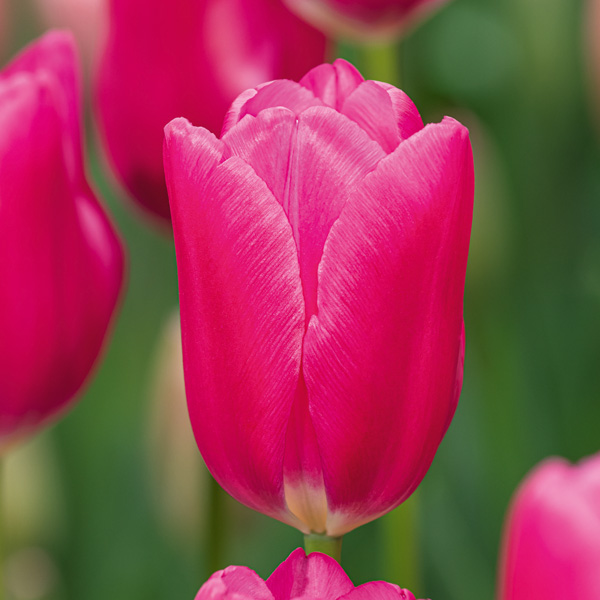 Tulip Antarctica Flame