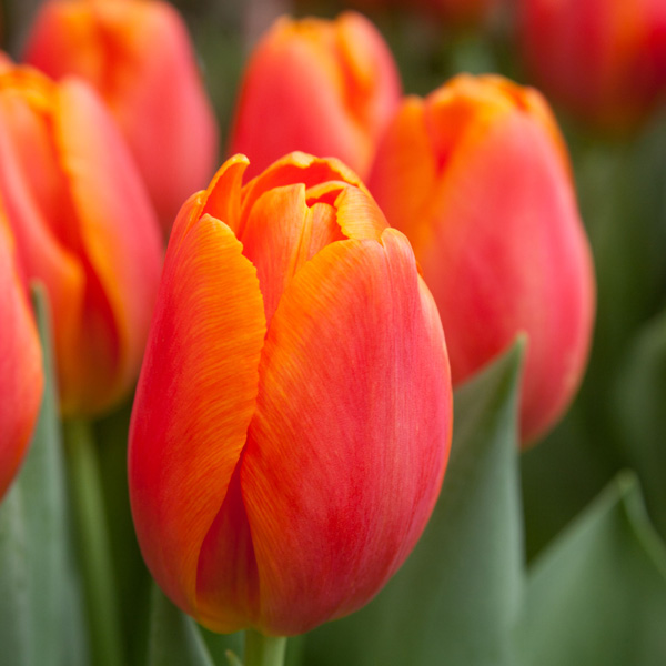 Tulip Antarctica Flame