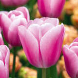 Tulip Tresor Pktultre - Garden Express Australia