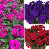 Verbena Bold Collection Colverbco - Garden Express Australia