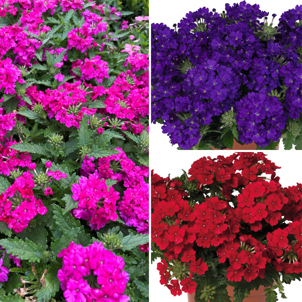 Verbena Bold Collection