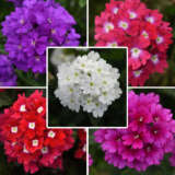 Verbena Cadet Collection Colvercco - Garden Express Australia