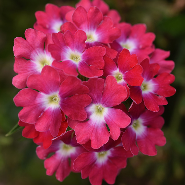 Verbena Cadet Magenta Wink