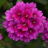 Verbena Cadet Purple