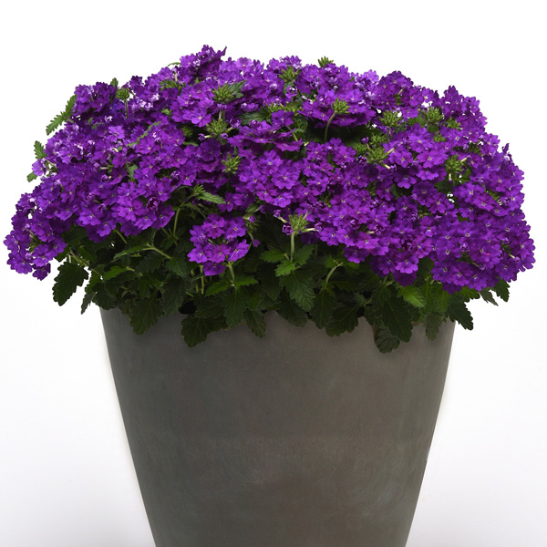 Verbena Cadet Violet Blue