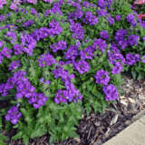 Verbena Cadet Violet Blue P75vercvb - Garden Express Australia