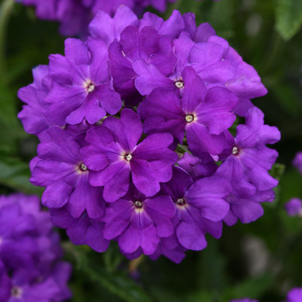 Verbena Cadet Violet Blue