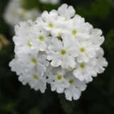 Verbena Cadet White P75vercwh - Garden Express Australia